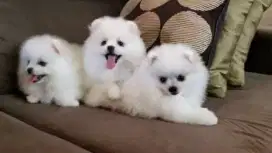 DIJUAL ANAK ANJING MINI POM