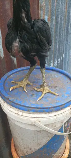 Anak ayam bangkok