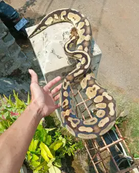 Ular ballpytthonn pastel yellowbelly het clown