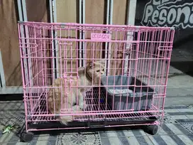 Kandang kucing merk octagon