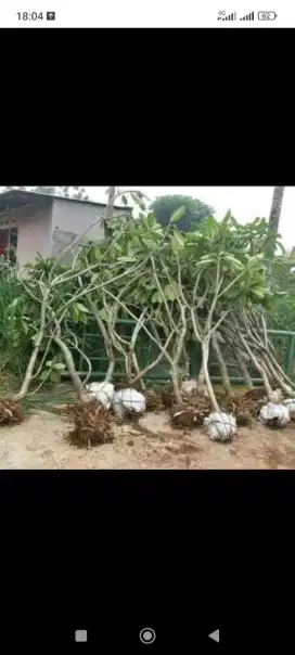 Pohon kemboja bunga pink