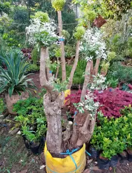 Pohon bonsai putri salju