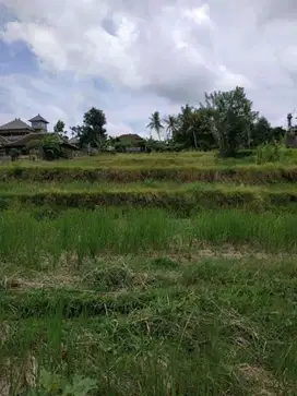 TANAH PREMIUM LANGKA Pinggir jalan utama campuhan ubud museum blangko