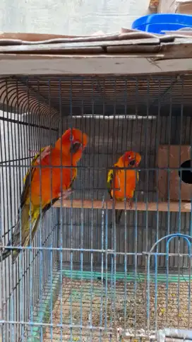 Burung Sun Conure (2 Ekor)