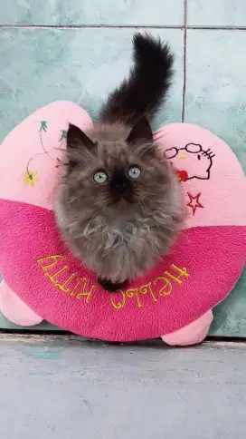 Seal mink and seal mitted ragdoll