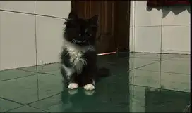 anak kucing motip tuxedo