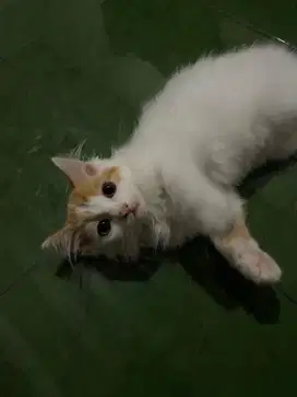 anak kucing bicolor