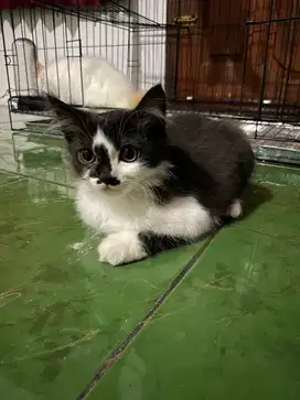 anak kucing tuxedo betina