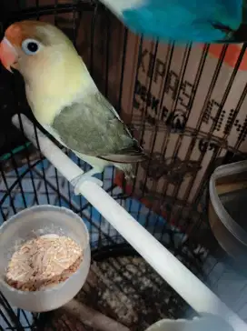 PB MOUVE LOVEBIRD JANTAN USIA 7 BULAN