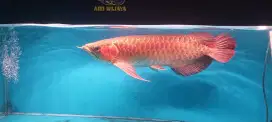 Arowana super red 53-55cm