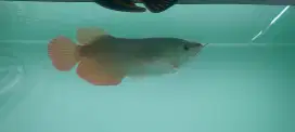 Arowana super red sumo 25-27cm