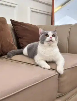 British Shorthair Good Quality