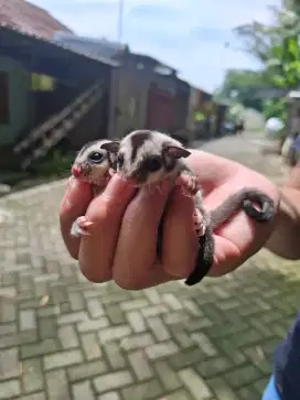 Sugar glider CG betina