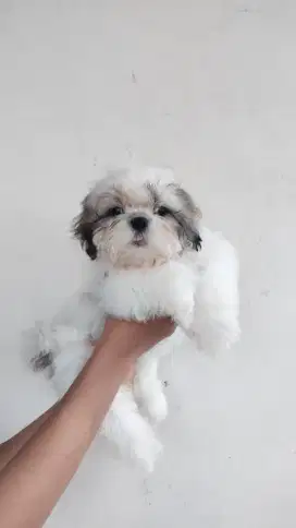 Shihtzu betina nonstb vaksin