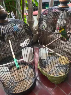 Jual Burung Lovebird 3 ekor sesuai foto plus kandang