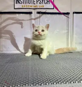 kitten bsh mix exotic shorthair