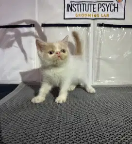 kitten peaknose exotic shorthair