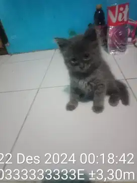 Kucing persia 2 ekor betina 9 bulan dan kitten 3 minggu