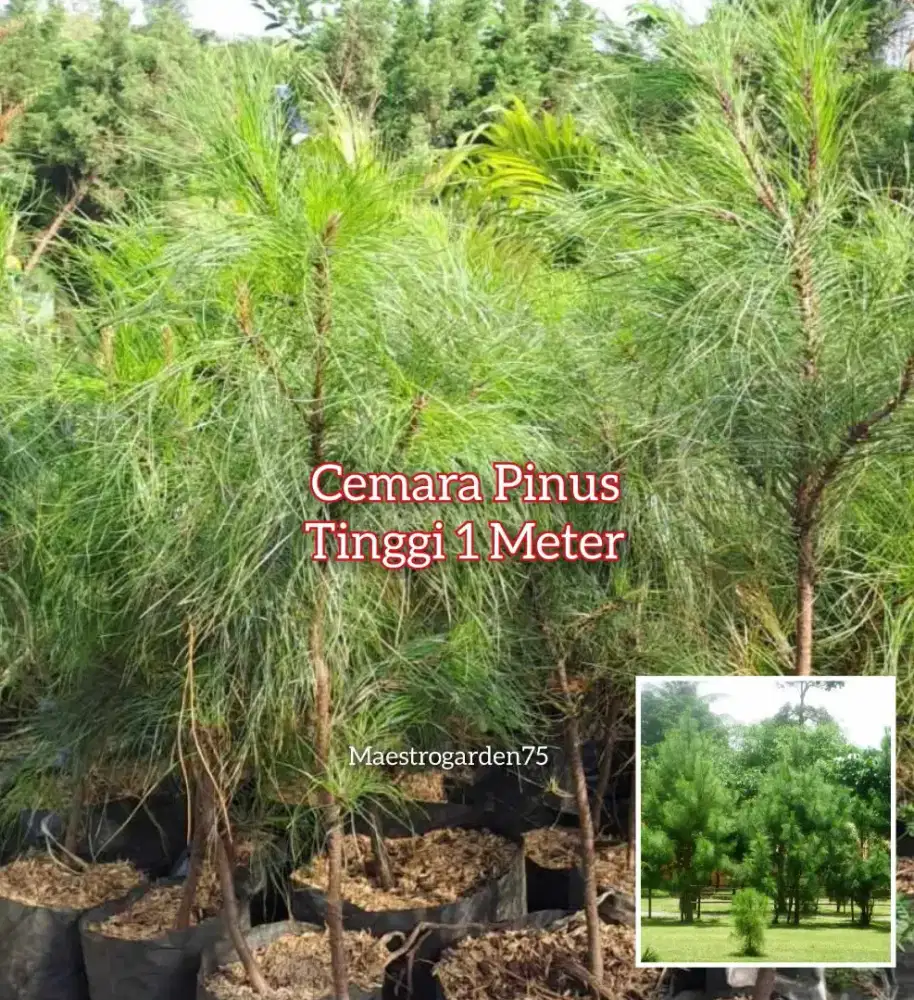 Bibit Kayu Pinus1 Meter