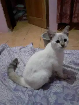 kucing betina usia 6bulan