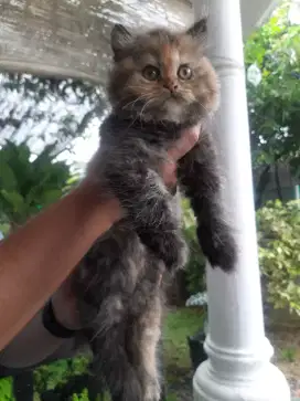 Persian flatnose & peaknose big Bone long hair