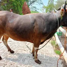 sapi bali 300kiloan jantan siap potong nazar sedekahan syukuran hajat