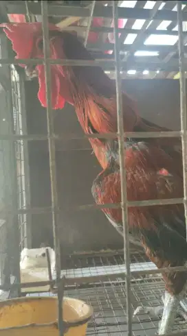 AYAM PELUNG JUMBO BONZAI