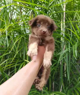 Anakan anjing mungil lucu gemesin minipom mixbreed Chihuahua istimewa