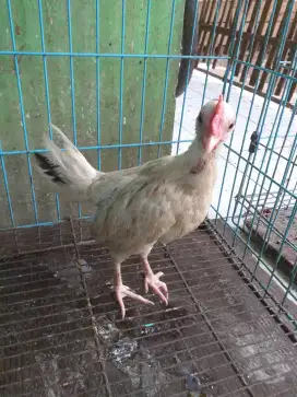 Ayam ketawa durasi sambung