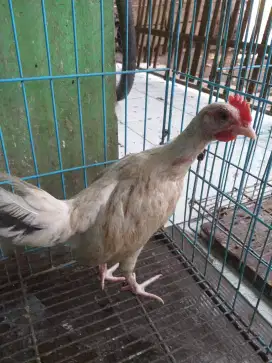 Ayam ketawa durasi sambung