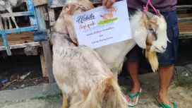 Kambing aqiqah murah.