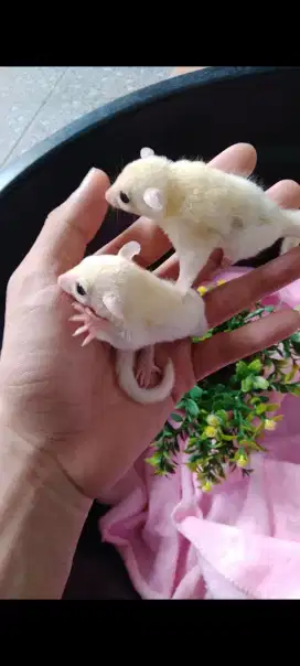 Sugar Glider leucistic betina