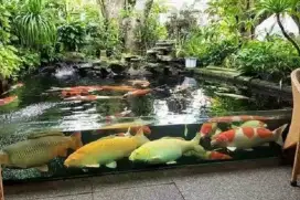 Peliharaan kolam koi