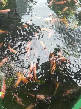 Indukan Nila Berkualitas