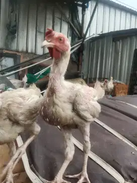 Ayam pelung putih usia 4bulan 1jodoh