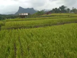 DI JUAL CEPAT SAWAH PINGGIR JALAN LUAS TANAH 3656 M (SHM)