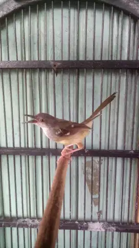 Burung ciblek jantan bunyi bukan gacor