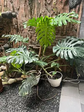 Di cari untuk mengurus kebun tanaman hias