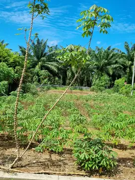 Dijual Kavling Kosong di Wonosari, Stabat - Sumatra Utara