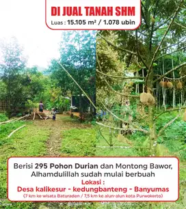 Tanah 1,5 HA  durian 250 pohon Kedungbanteng dekat wisata Baturaden