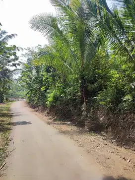 Dijual kebun durian di Sbr. Jambe Jember