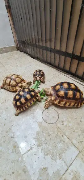 Kura sulcata borongan