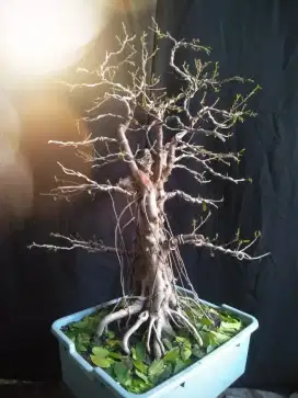 Bonsai  Beringin