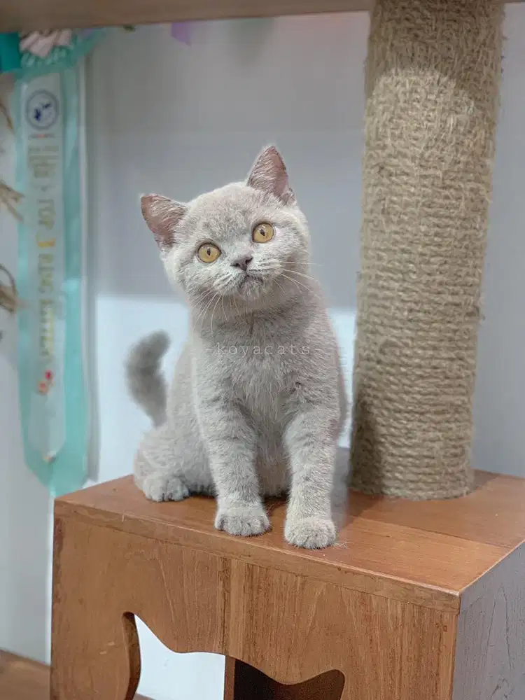 British Shorthair