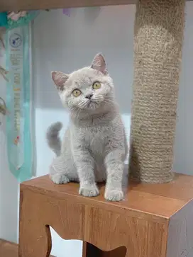 British Shorthair