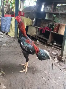 Ayam bangkok klasik