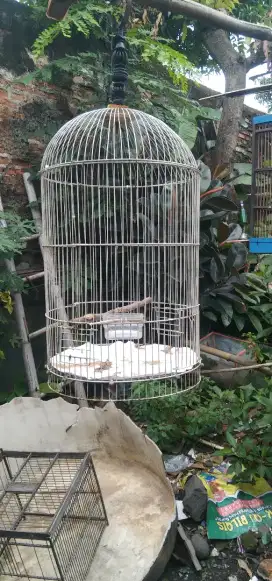 kandang burung Lovebird seken