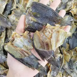 IKAN ASIN GARIH PAPUYU