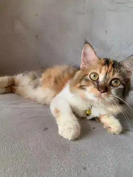 Kucing mainecoon mix persia calico betina