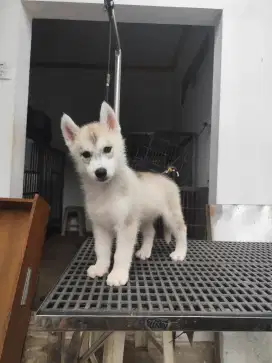 Siberian husky puppy jual cepat